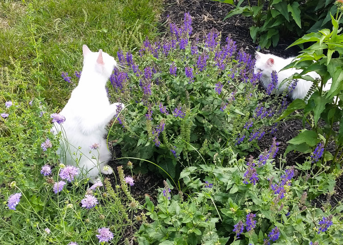 gardening with the kitties