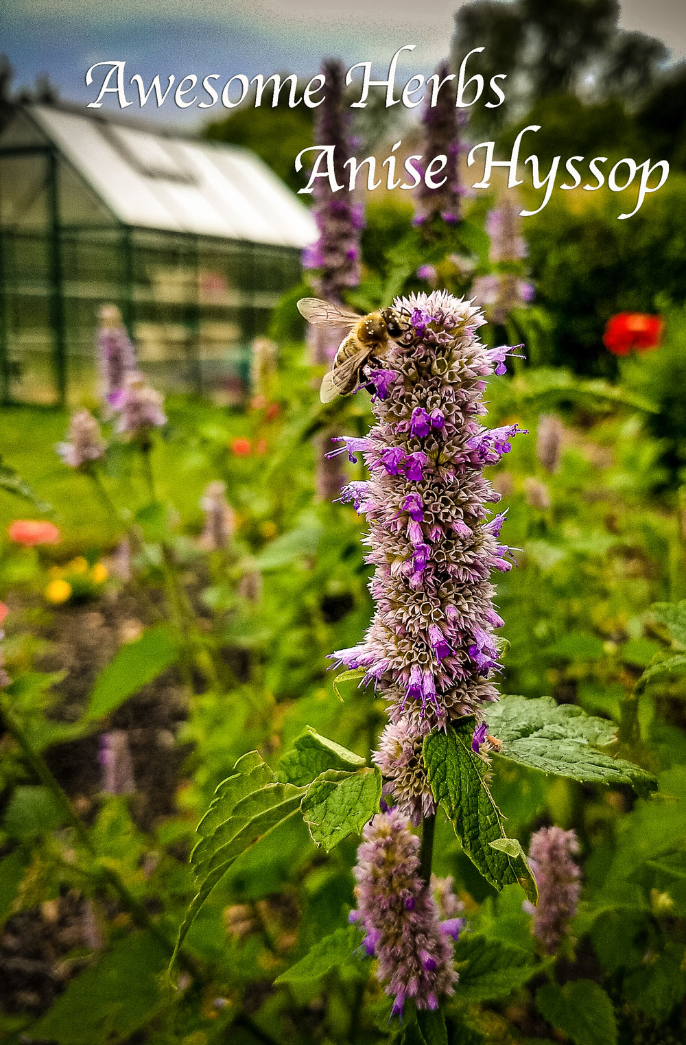 Awesome Herbs - Anise Hyssop